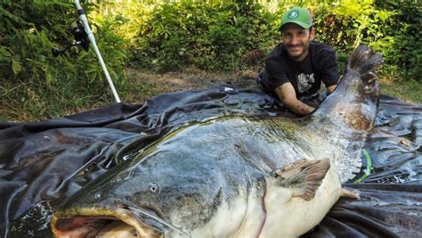 Buset! Potret Ikan Lele Raksasa 2,85 Meter Berhasil Ditangkap - Foto 2