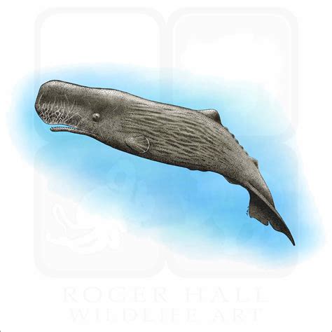 Sperm Whale - Signed Fine Art Print