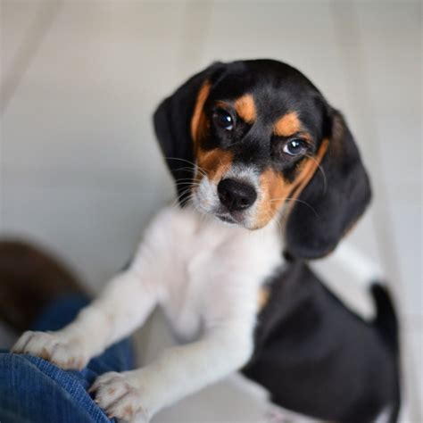 22 Cute Beagle Puppy Photos: Heart-melting Cuteness Overload