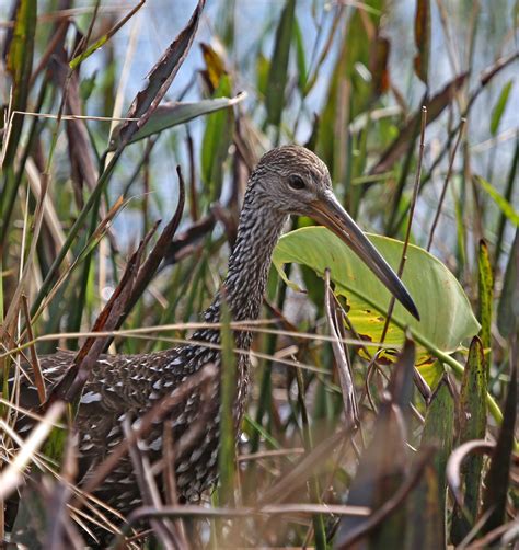 Pictures and information on Limpkin