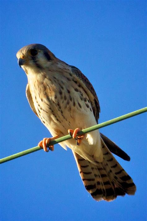 Free Images : raptor, hunter, predator, common kestrel, female, falco ...