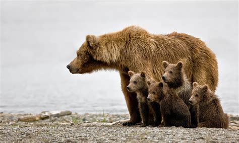 Grizzly Turnaround in the Cascades | Defenders of Wildlife
