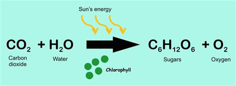 photosynthesis equation - This is so cool! I love science. | 1000 | Photosynthesis, Science ...