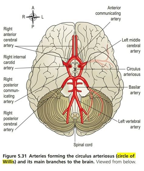 Circle of Willis or Circulus Arteriosus - The Nurse Page