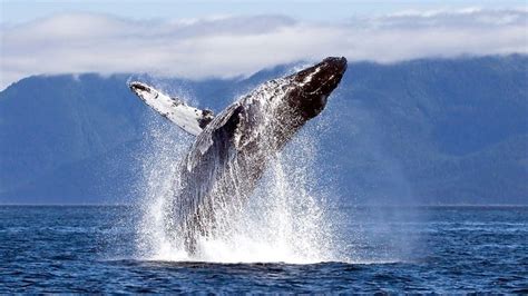 Humpback Whale-Chatham Straight- National Geographic wallpaper selected Preview in 2023 ...