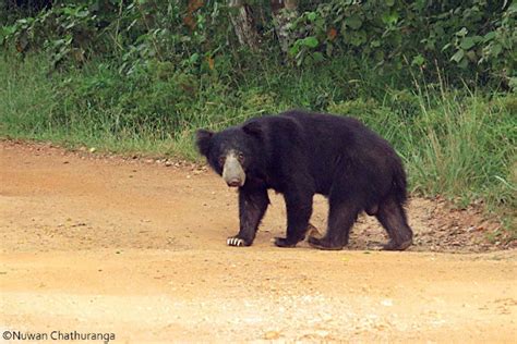 Sloth bear | Project Noah