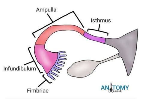 structure and function of fallopian tube - Brainly.in