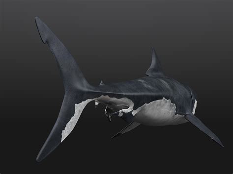 3d great white shark animation