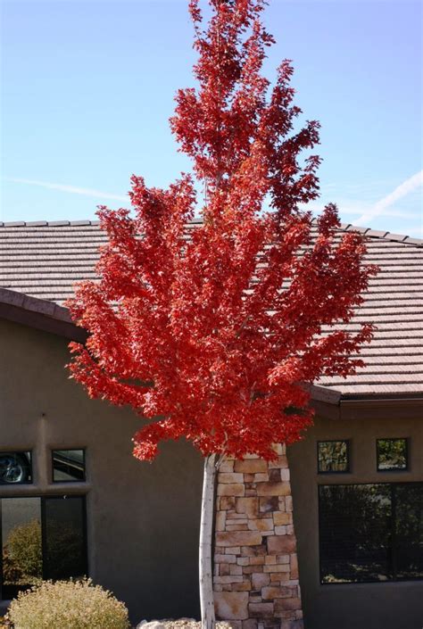 The Red Maple NOT for Local Landscapes - Watters Garden Center