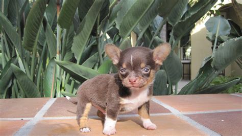 Specializing in Teacup Chihuahua Puppies for sale, Chihuahua Puppies ...