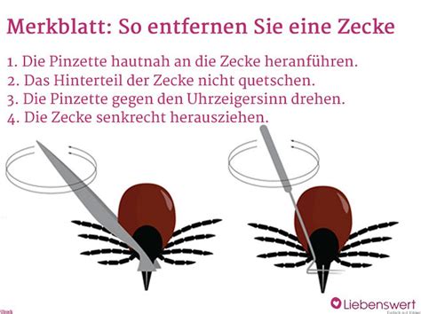 Zecke entfernen: Wie es leicht und sicher geht | Liebenswert Magazin