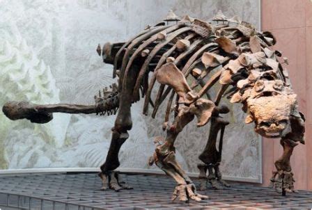 Euoplocephalus — Paleowiki