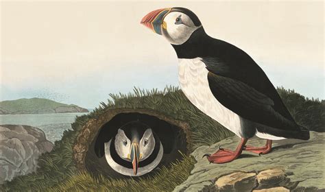 Audubon's Iconic Birds | Audubon