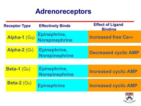 Chapter 15 - Adrenergic Agonists and Antagonists Flashcards | Quizlet