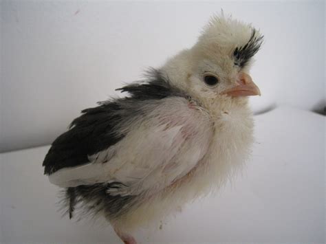 Murray McMurray Hatchery | BackYard Chickens - Learn How to Raise Chickens