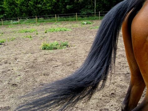 20 Tips for Healthy Horse Tails - Tail and Fur