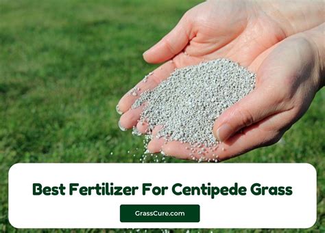 7 Best Fertilizer For Centipede Grass 2024 | Grass Cure