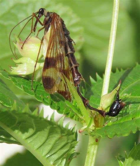 Newly discovered scorpionfly genus with bizarre appearance