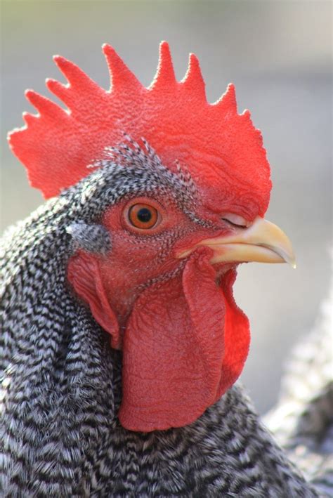 Plymouth rock | Chickens and roosters, Chickens, Chicken pictures