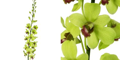 Green Dendrobium Orchids - Toronto Bulk Flowers