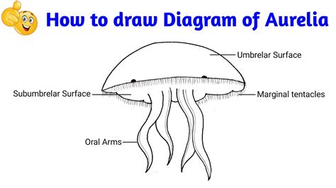 how to draw jelly fish in easy way | how to draw diagram of jellyfish - YouTube