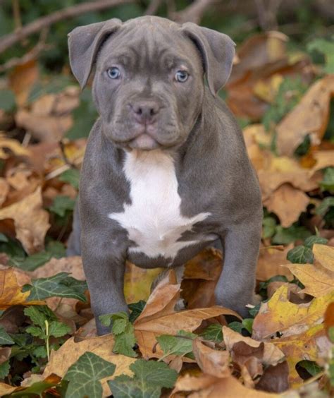 American bully pocket | in Slough, Berkshire | Gumtree