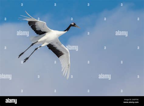 Red crowned crane flying Stock Photo - Alamy