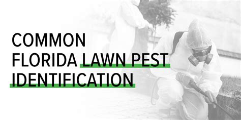 Common Florida Lawn Pest Identification | Bee Green Pest Control