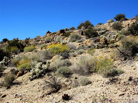 Plant Life of the Colorado Desert