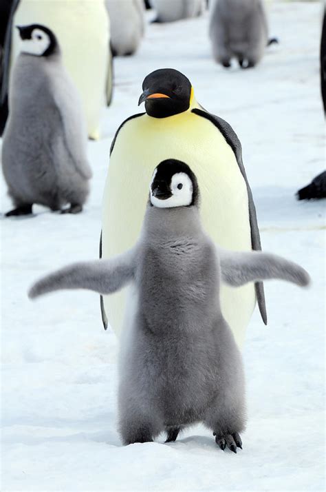 Dancing Penguin Photograph by Tcyuen | Fine Art America