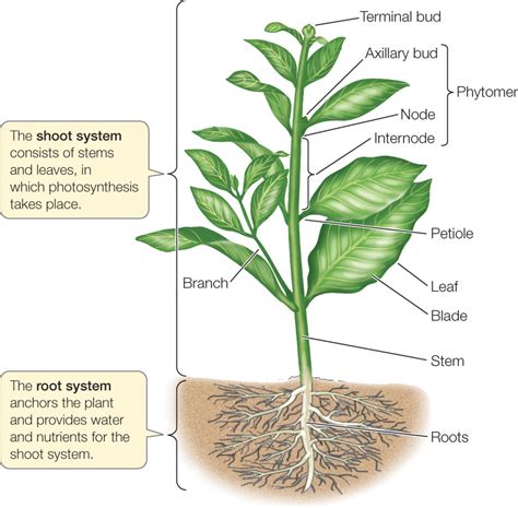 Internal Organs Of Plants Image collections - How To Guide And Refrence