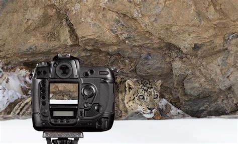 Snow Leopard Photography Challenge - PhotographyAxis