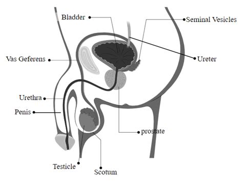 Animal Reproductive System