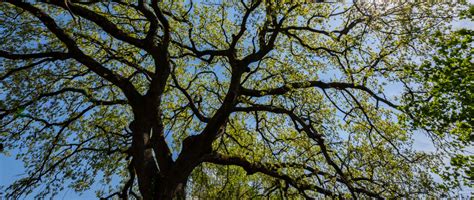 Parco del Bosco delle Querce a Seveso: Scopri i Parchi Naturali in-Lombardia