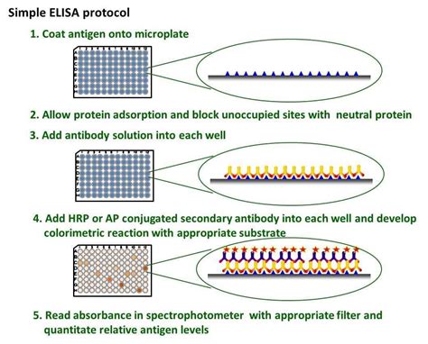 ELISA Protocol - Creative BioMart