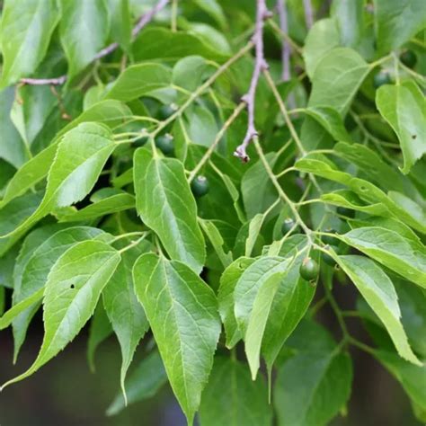 Celtis occidentalis (Common Hackberry)