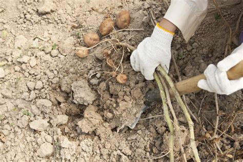 Potato Harvesting on a Farm Stock Image - Image of body, hand: 26563657