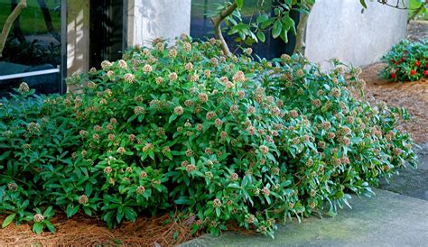 The Aspiring Gardener: Male and Female Evergreen Skimmia