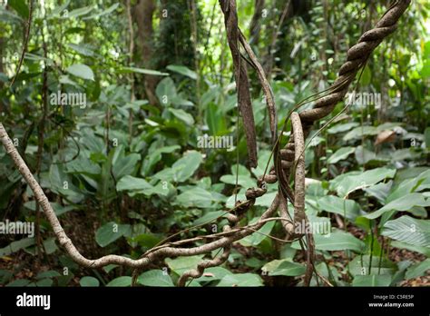 Tree rainforest vines hi-res stock photography and images - Alamy