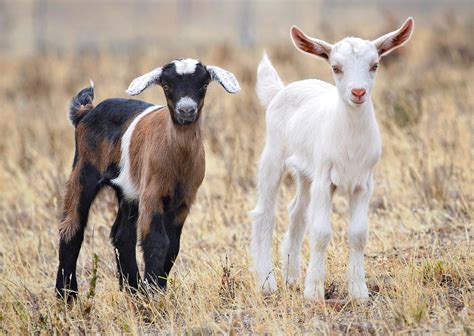 File:Baby goats jan 2007 crop.jpg - Wikipedia