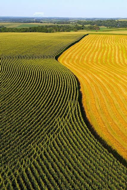 an aerial view of a corn field with rows of crops in the foreground and trees in the background