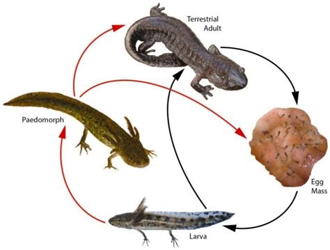 Complex life cycle [132] of the Mole Salamander, Ambystoma talpoideum.... | Download Scientific ...