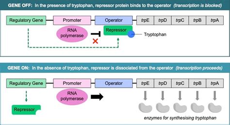 Gene Regulation | VCE BioNinja