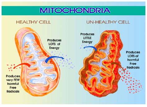 Your Mighty Mitochondria- Hormones Matter