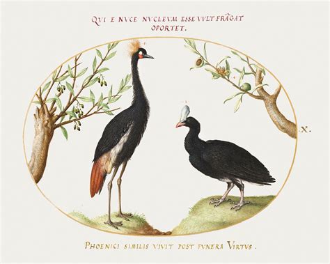 Gray Crowned Crane and Helmeted Currasow… | Free public domain illustration