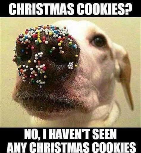 Funny Animal Pictures Of The Day - 22 Pics | Christmas memes funny, Funny dog memes, Funny ...