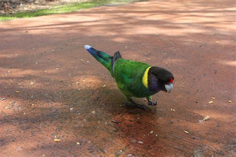 At Bunbury Wildlife Park | At Bunbury Wildlife Park | Flickr