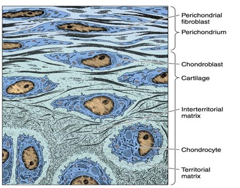 MBBS Medicine (Humanity First): Cartilage histology