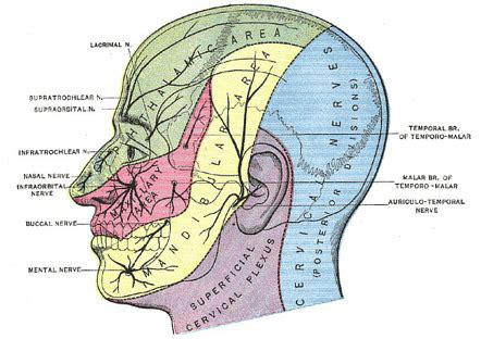 Zygomaticotemporal nerve | Radiology Reference Article | Radiopaedia.org