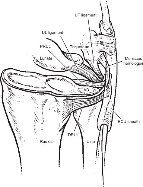 [PDF] The distal radioulnar joint. | Semantic Scholar